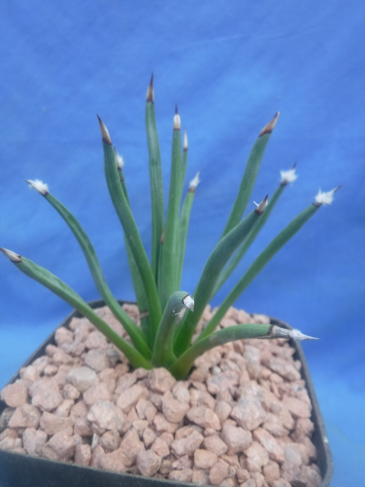 Agave albopilosa “Tufts” Plant VERY RARE Agave! 5+ Years Old! 4″ Wide NICE! B8