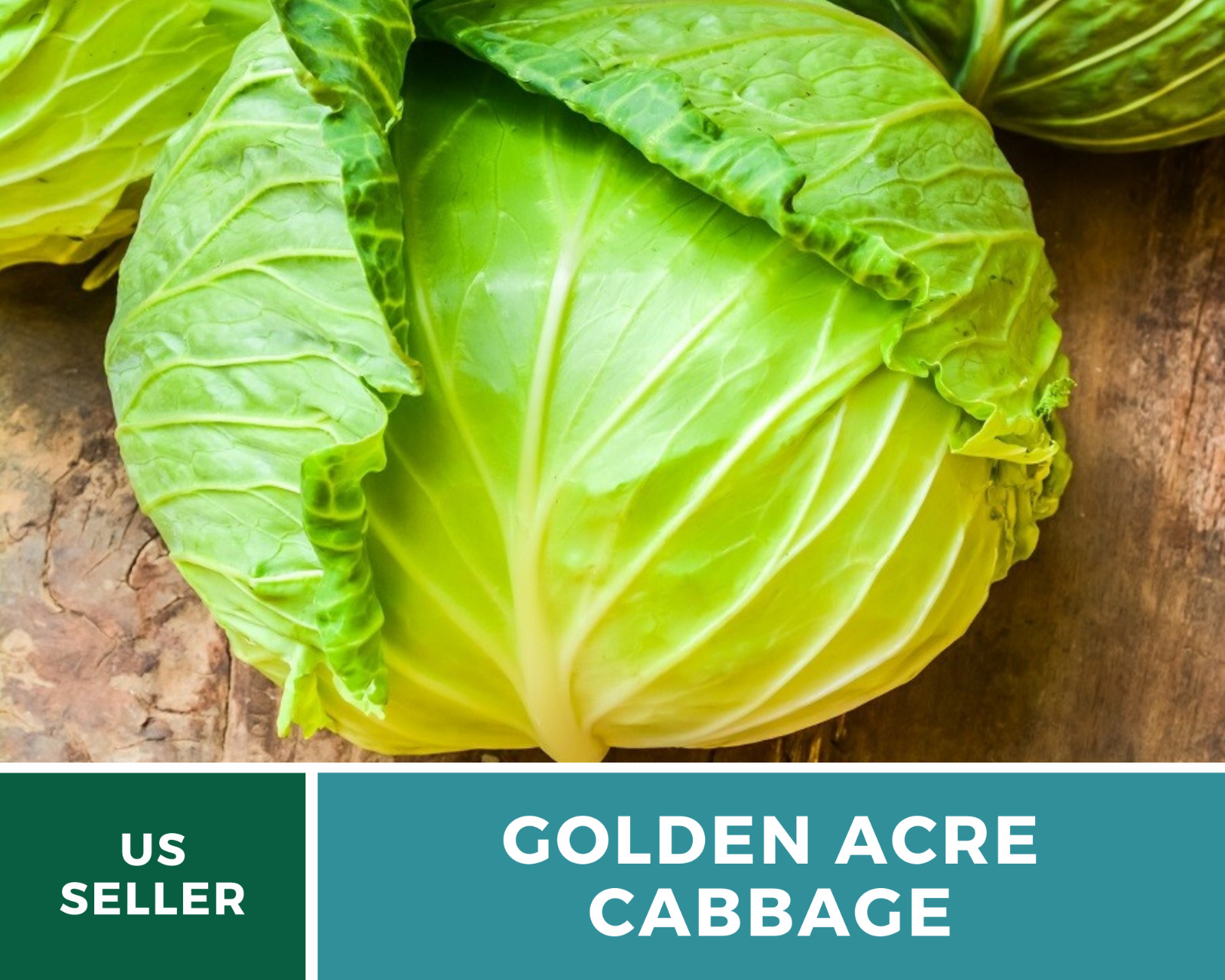 Cabbage, Golden Acre – 200 Seeds – Sow Spring & Summer – Heirloom – NonGMO