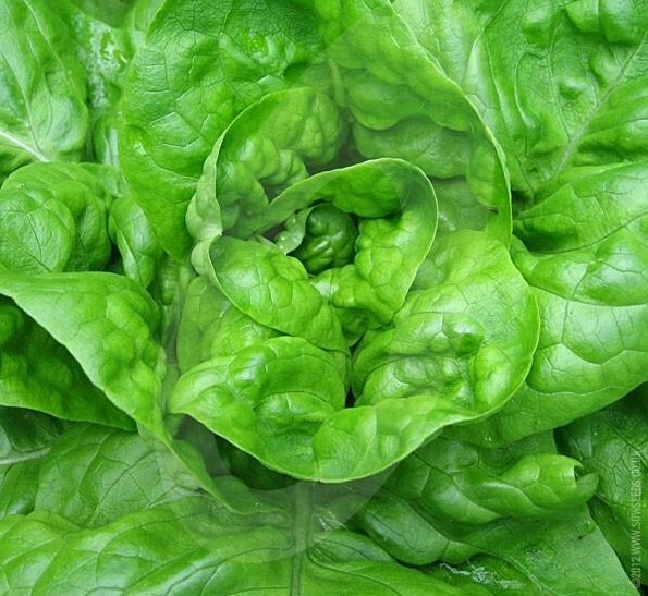 LETTUCE SEEDS 1000+ ALL YEAR ROUND butterhead GREEN salad GARDEN FREE SHIPPING