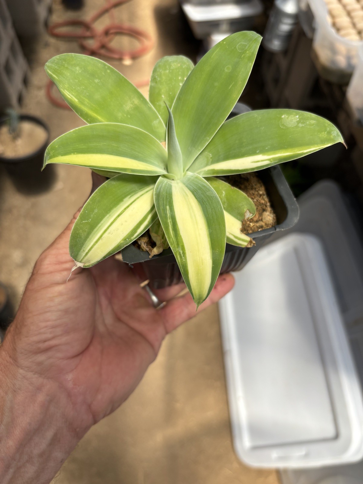 Agave Attenuata Variegated half moon