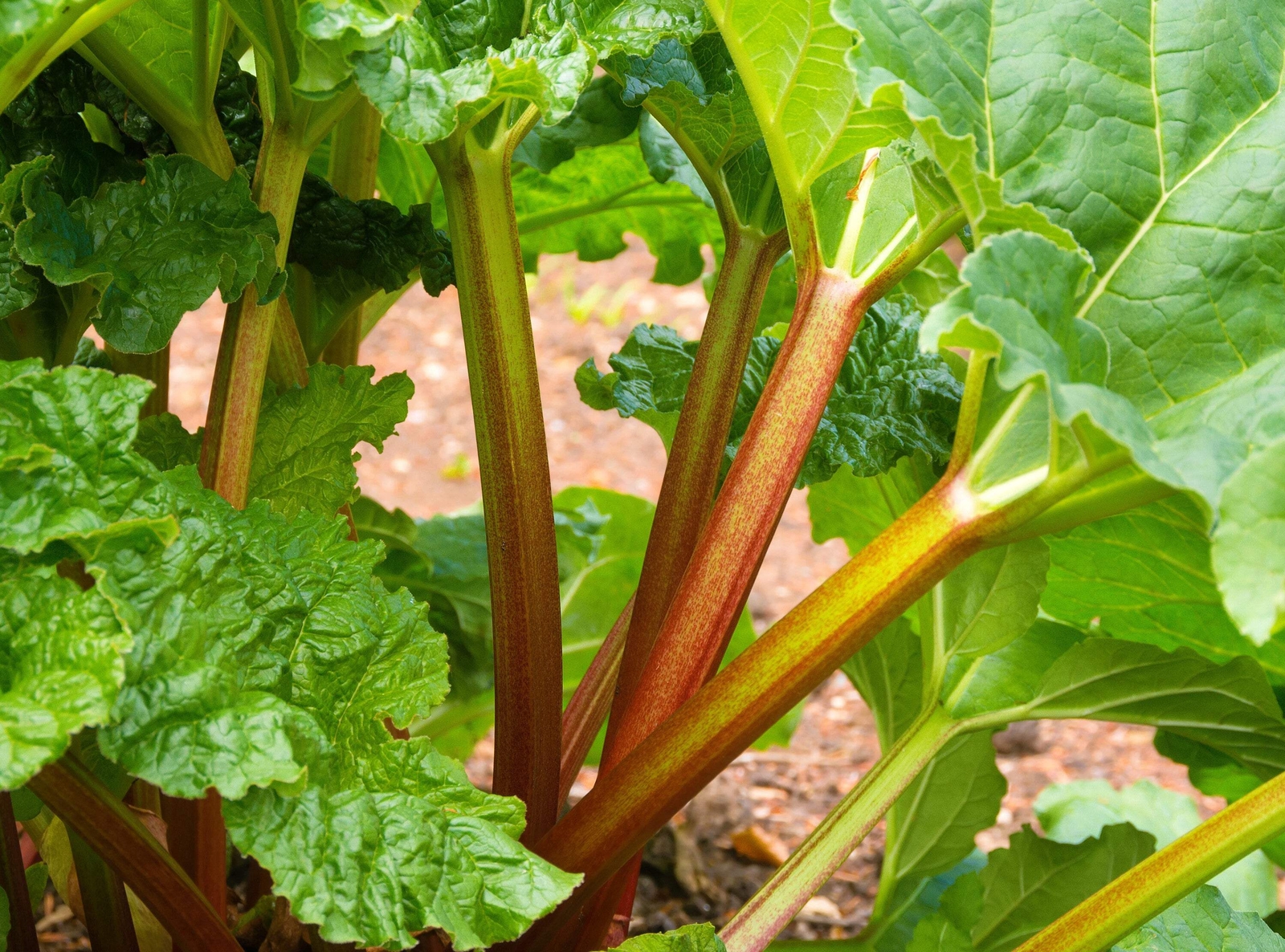 25 GLASKINS PERPETUAL RHUBARB (Pieplant) Rheum Rhabarbarum Fruit Vegetable Seeds