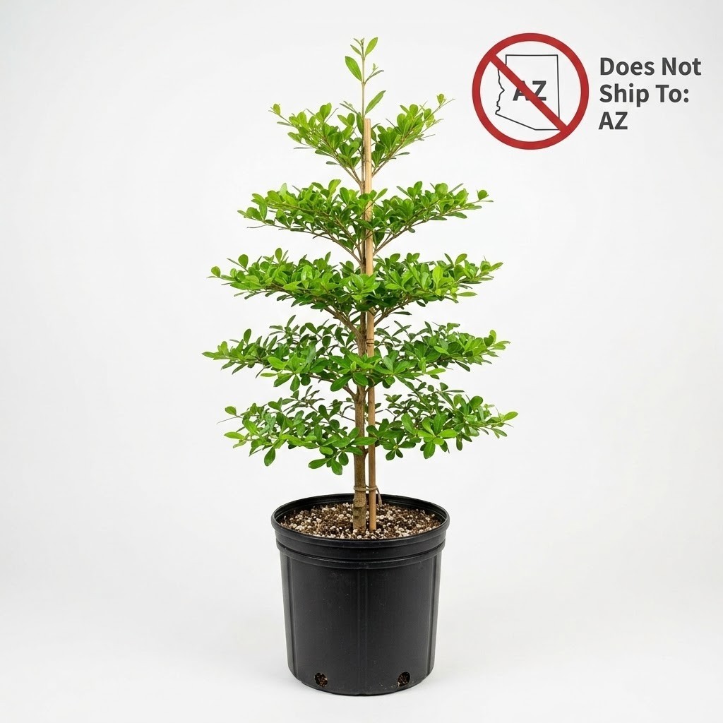 Live Black Olive Tree Plant Shady Lady Bucida Buceras 1-2 FT Indoor Bonsai Pot