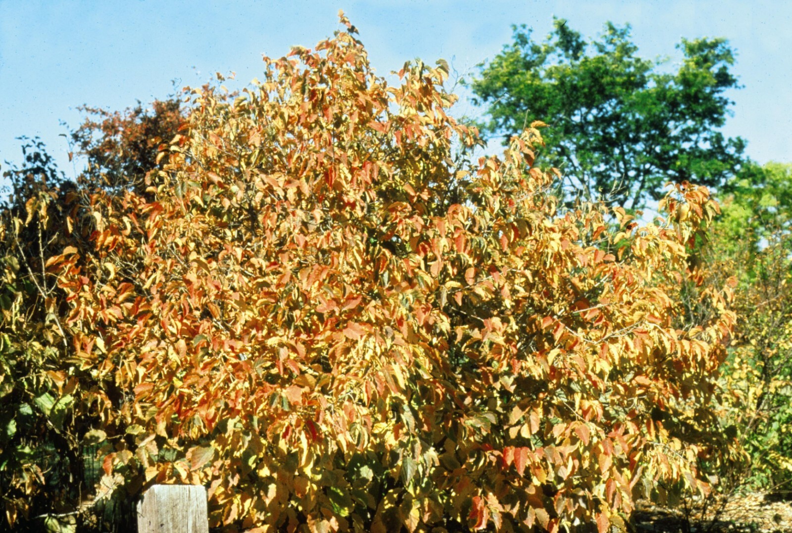 AMERICAN HAZELNUT TREE SEEDLING 6+ INCHES LIVE PLANTS SET OF 2