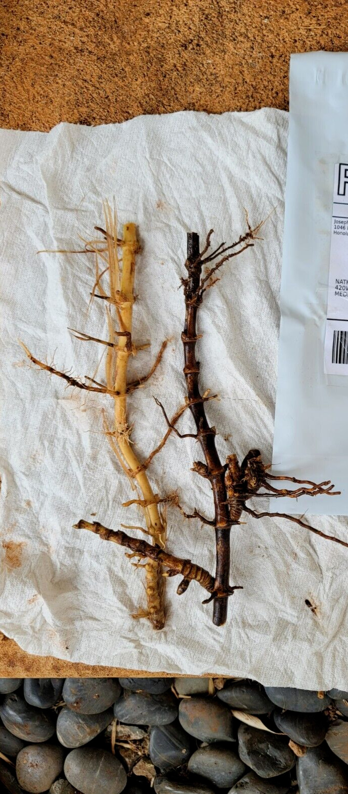 TWO LIVE & FRESHLY DUG Black Bamboo 黑紫竹 Phyl Nigra Rhizomes BEST Landscape PLANT