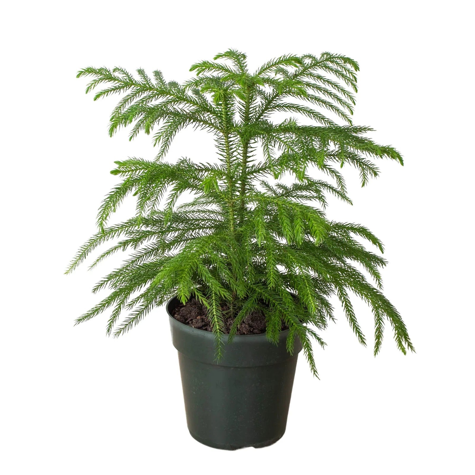 Norfolk ‘Island Pine’