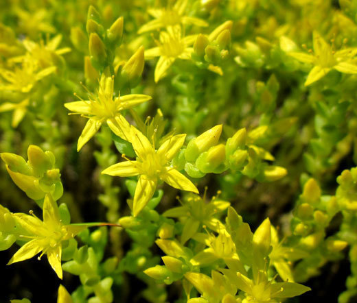 GOLD MOSS STONECROP Sedum Acre – 1,000 Bulk Seeds