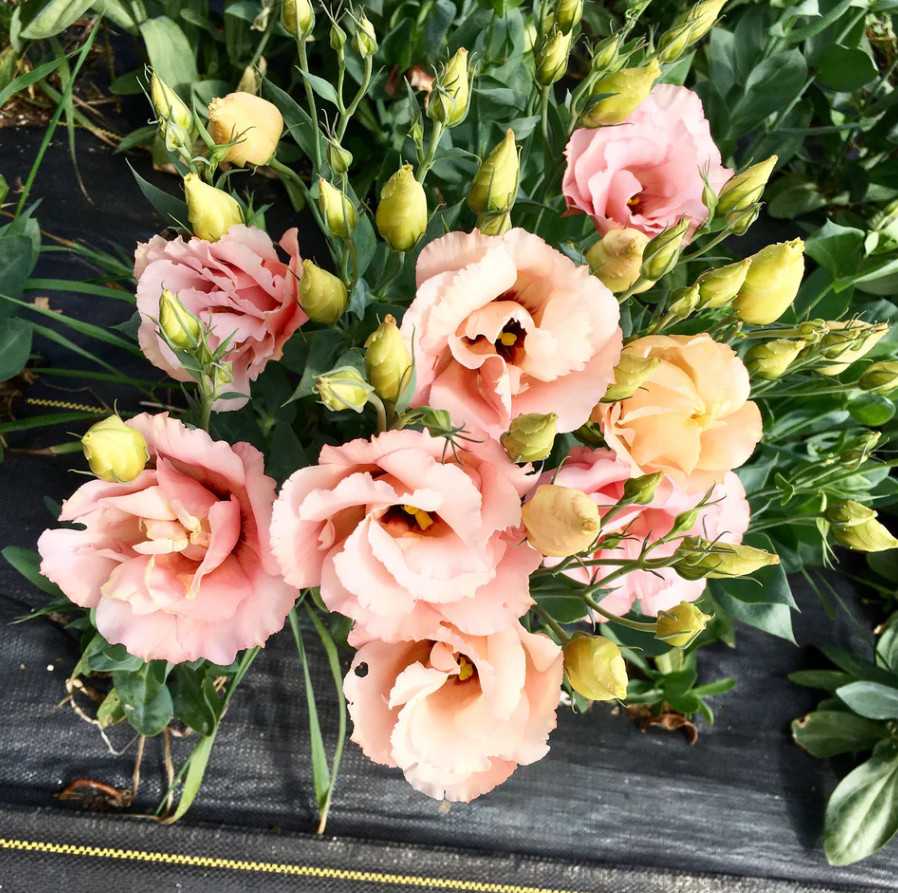 Lisianthus Super Magic Champagne Live Plant Plug – 1–3″ Tall – Cut Flower Plant