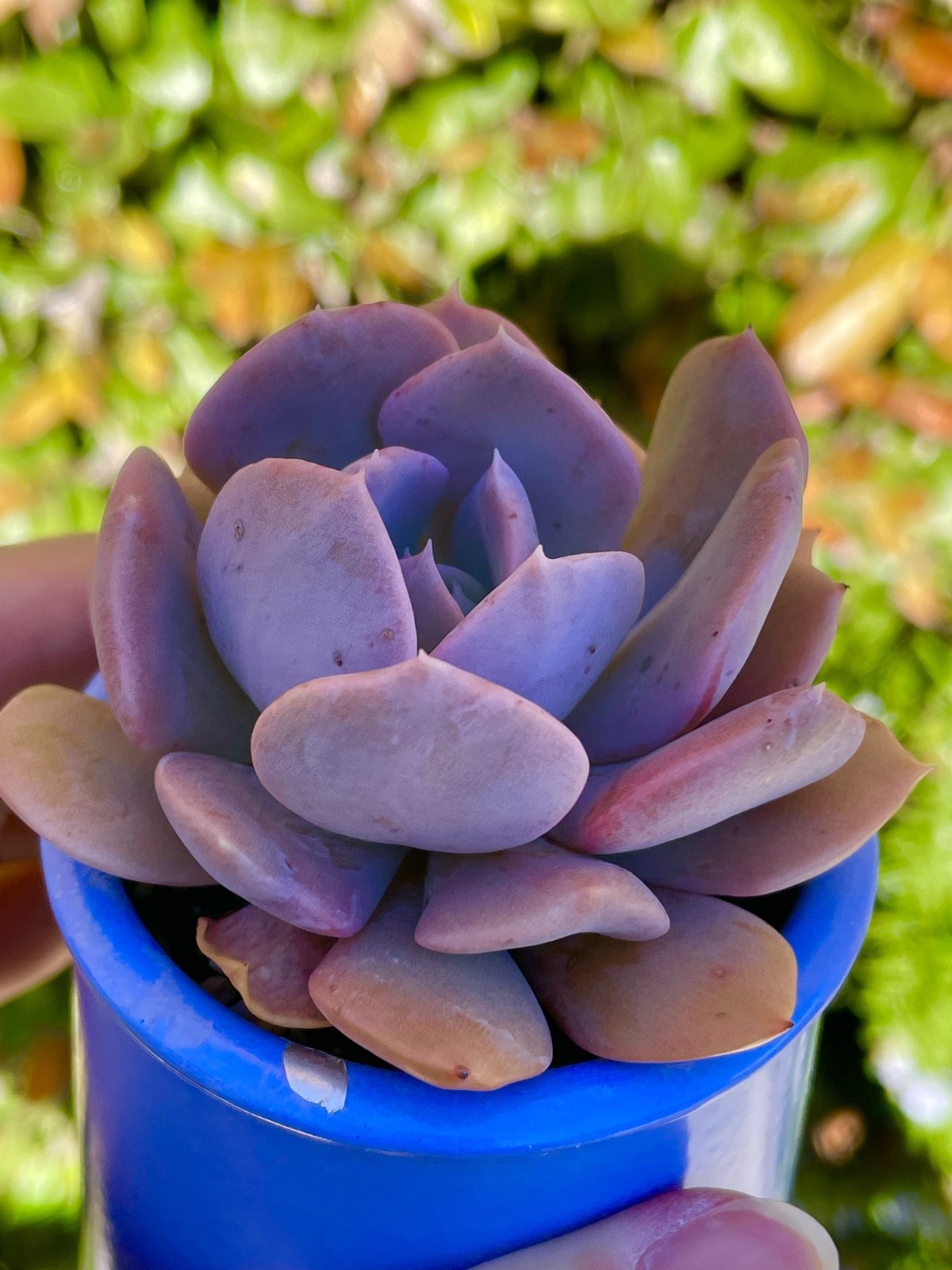 Rare Echeveria Succulent Misty Lilac Rooted Live Plant 1-2 Inch Baby Plant