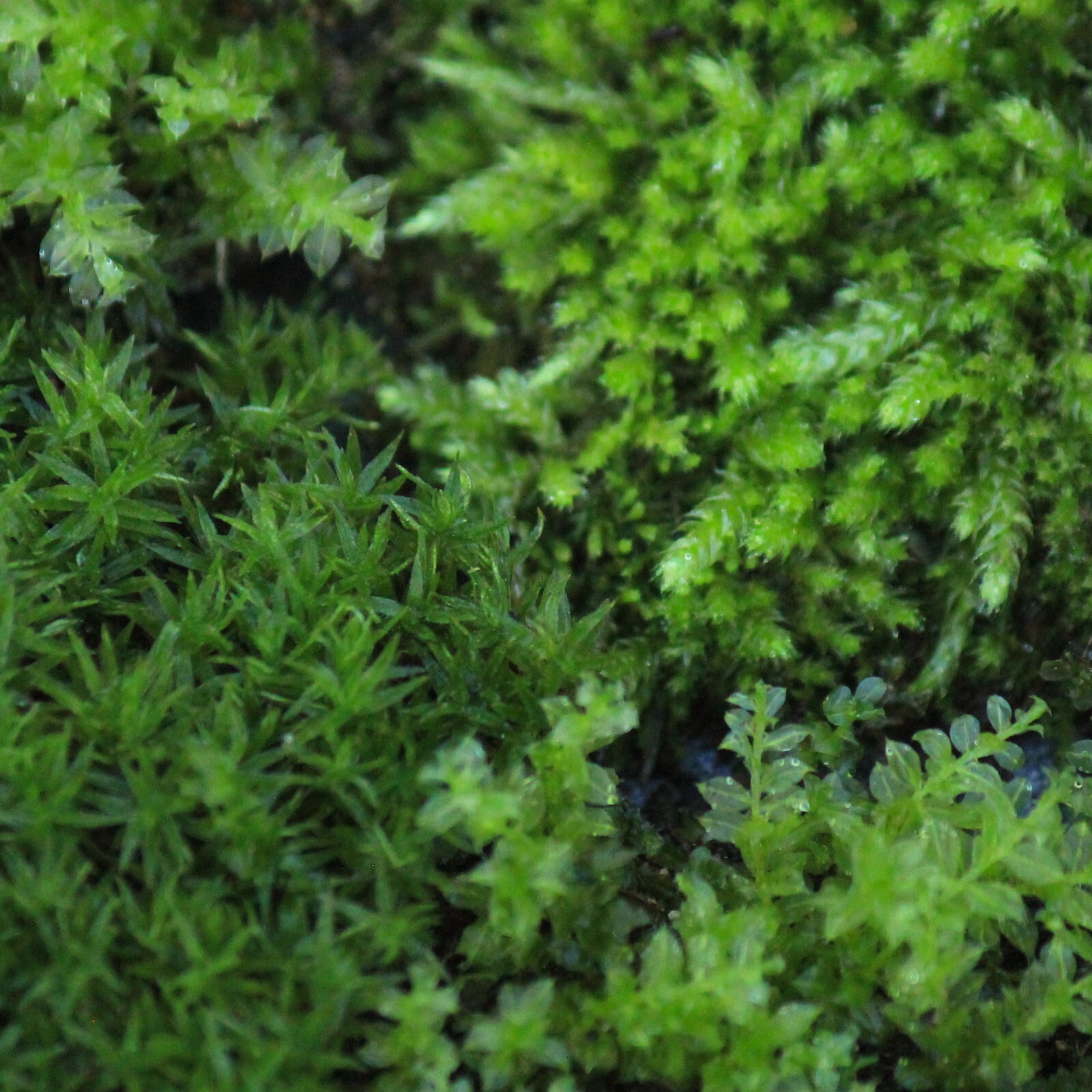 Live Moss -Top 3 Favorites Mix -FEATHER -SMALL STAR -GEM THYME Terrarium 48″ sq.