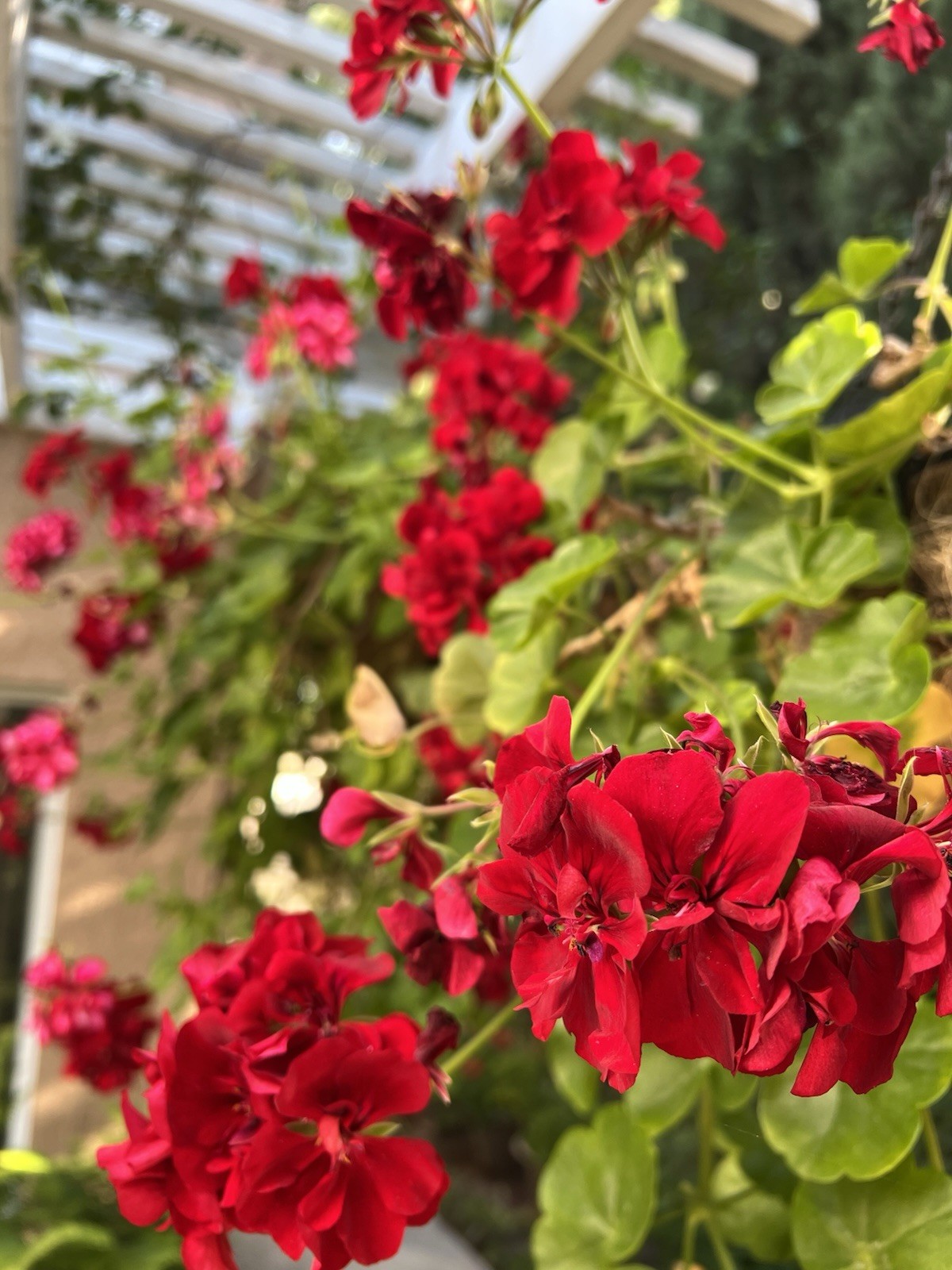 5 Cuttings True Red Ivy ‘Geranium’ Pelargonium 6″