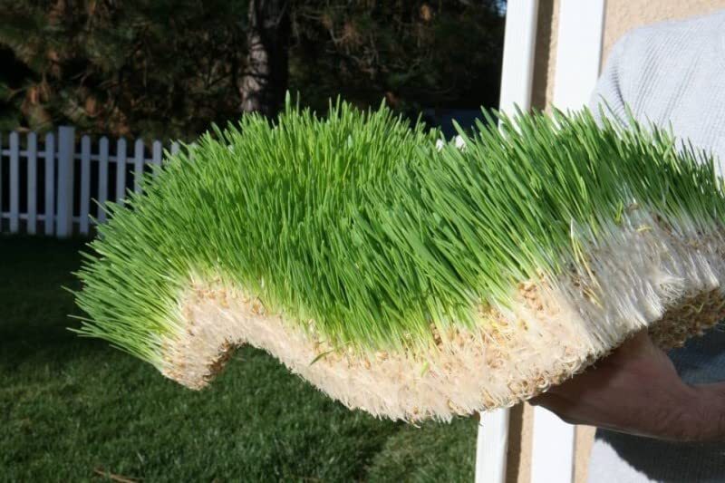 Complete Chicken Wheat Grass Fodder Grow Kit. 10×20 Grow Container, (3X)Jute