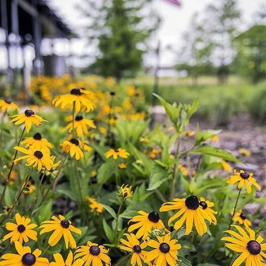 50pcs Black-Eyed Susan Flower Seeds Big Sunflower Blooms Indian Summer Sunshine