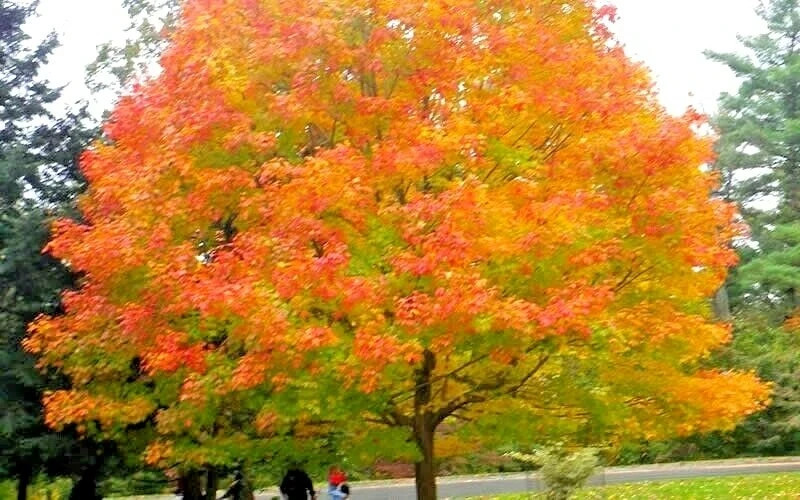 20 GREEN MOUNTAIN SUGAR MAPLE SEEEDS Acer saccharum ‘Green Mountain’