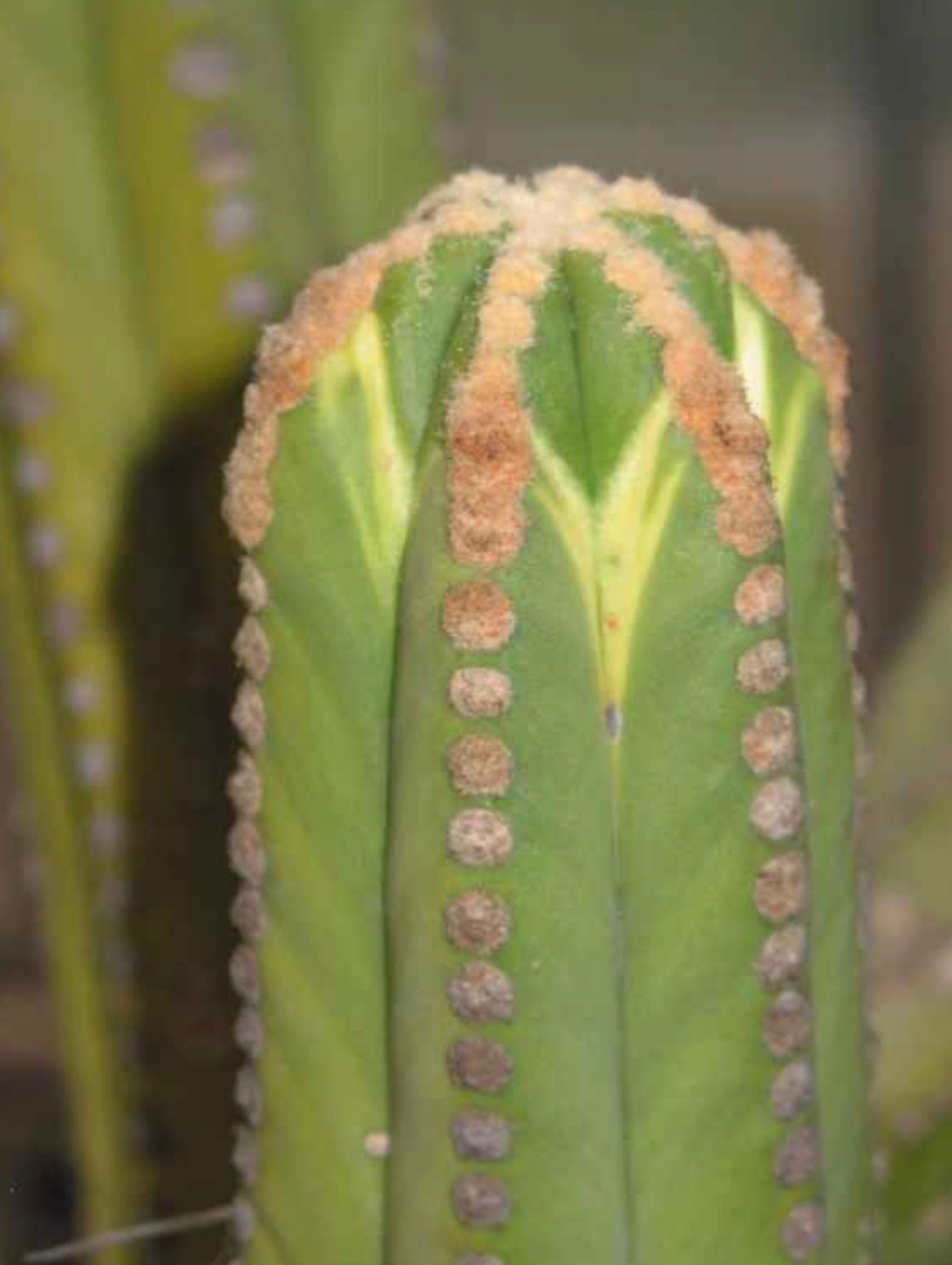 beautiful Browningia pilleifera cacti *Extremely Rare in Cultivation* Live Plant