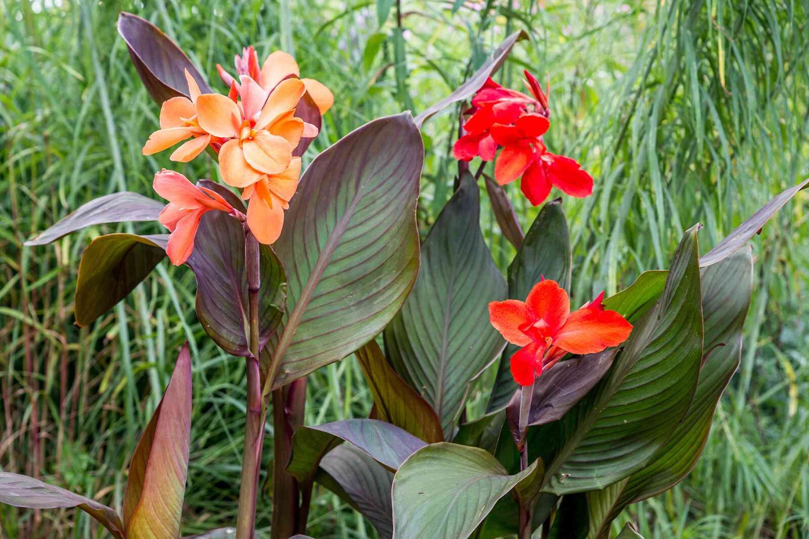 Red / Pink Canna Lily Seeds Texas Grown – Attracts Hummingbirds