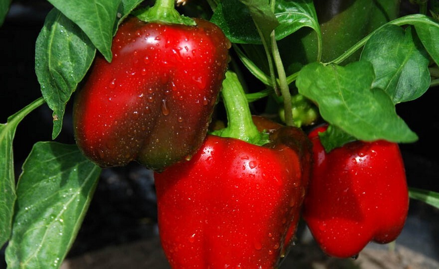 Big Red Bell Pepper Seeds, NON-GMO, Heirloom, FREE SHIPPING