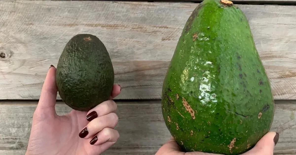 RARE Avozilla – The world’s largest avocado – 1 cuttings for rooting or grafting