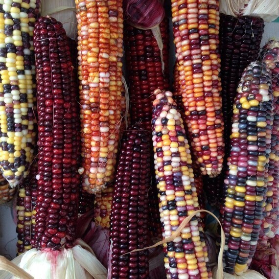 500+ Indian Corn Seeds – Heirloom – NON GMO – FRESH