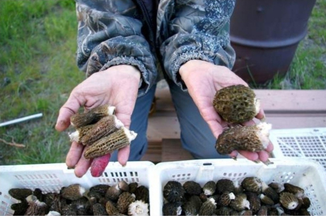 RARE! 6 Pack! Black Morel Mushroom – Garden Grow Kit – Organic – Spawn – Starter