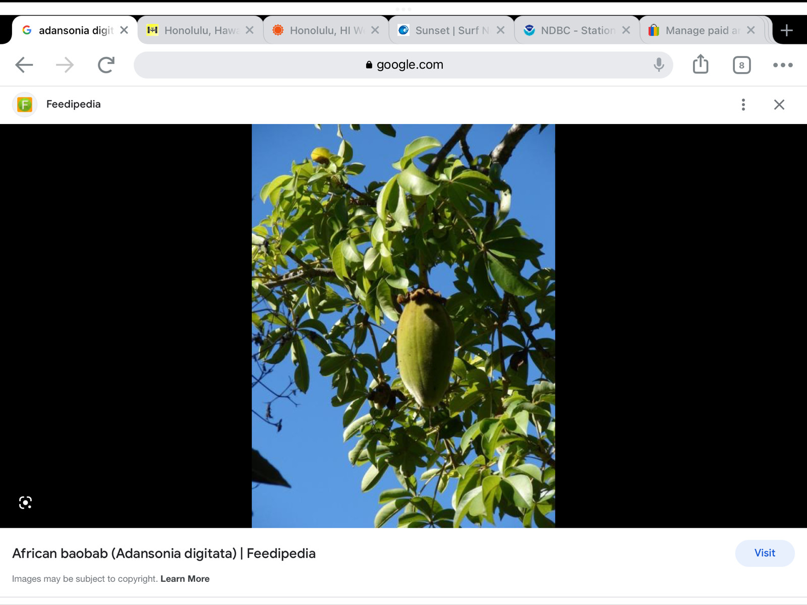 ***2000***Adansonia digitata seeds***Baobab***Dead rat***