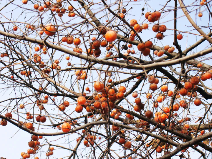 American Persimmon Tree Seeds |Diospyros Perennial Fruit Seed 2025 Fast Shipping