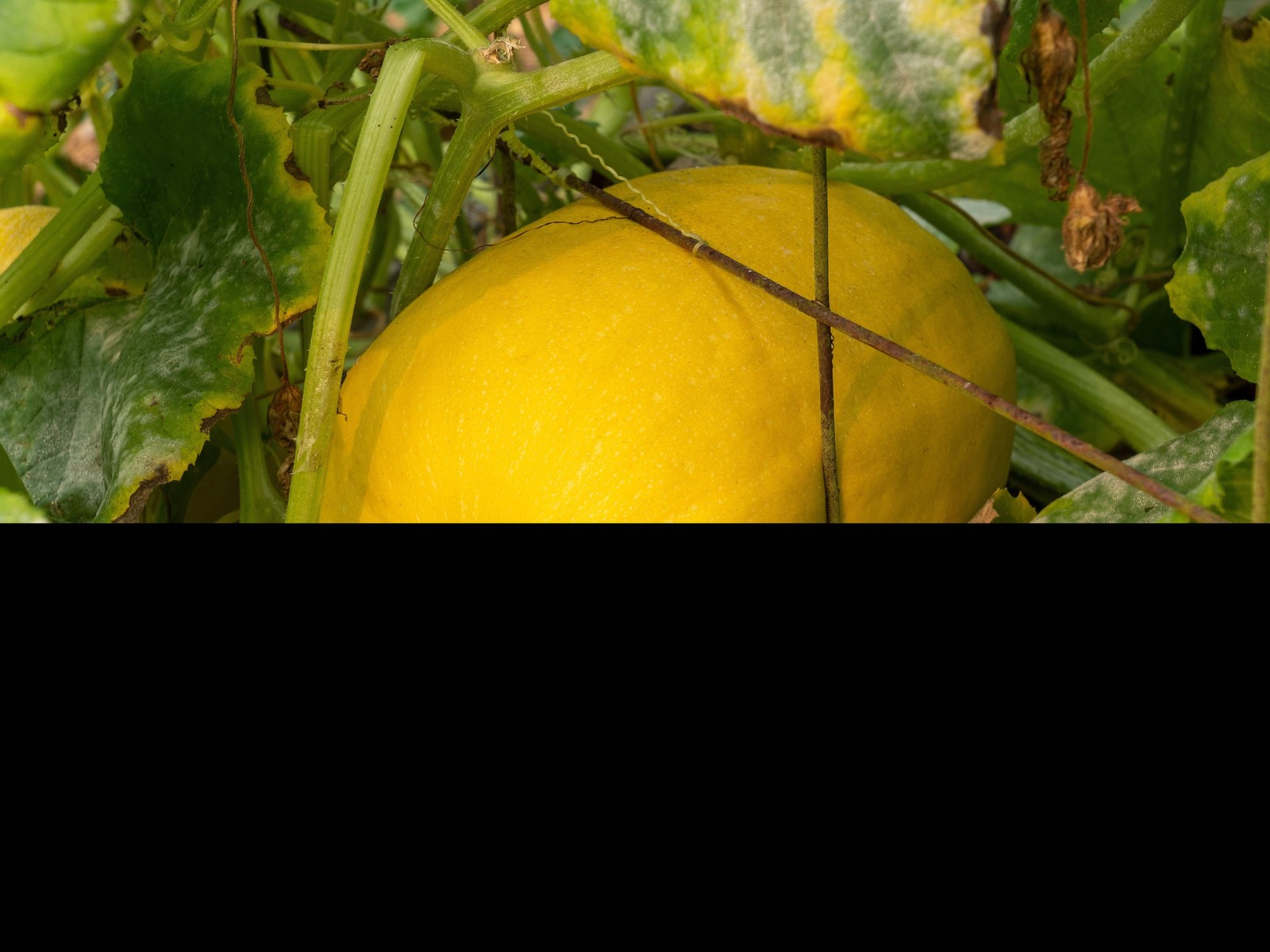 50 VEGETABLE SPAGHETTI SQUASH Winter Cucurbita Pepo Seeds