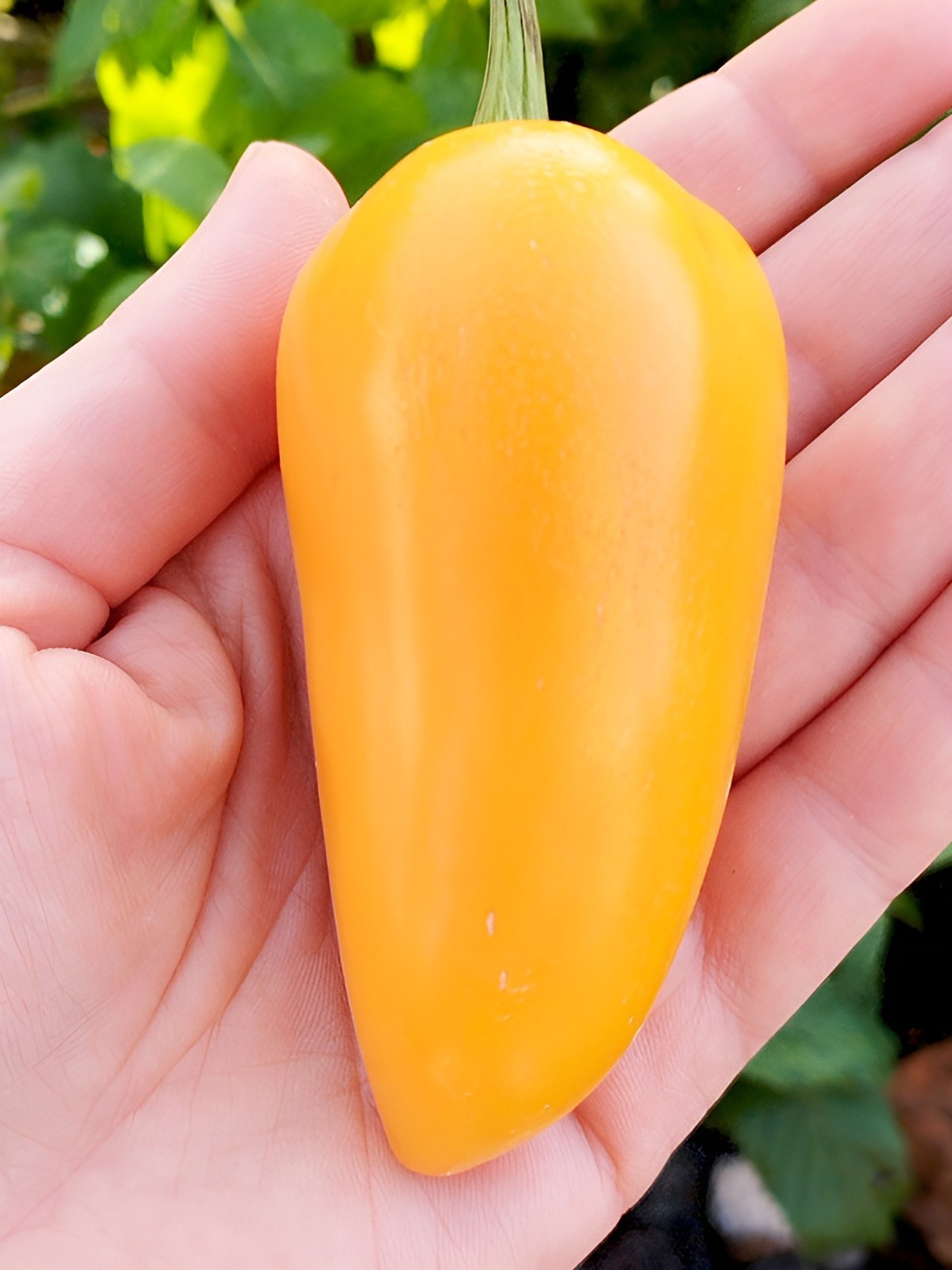 35 NuMex Lemon Spice Yellow Jalapeno Pepper Seeds – Open Pollinated – High Yield