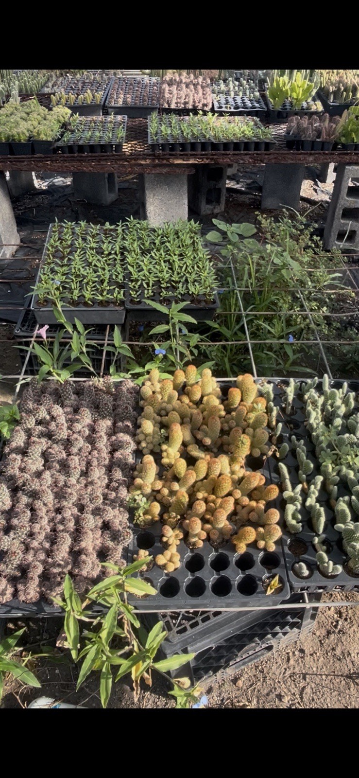 2 inch assorted cactus 9 pack Cactus Cacti Succulent Real Live Plant