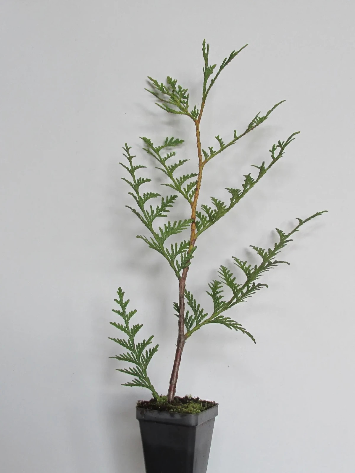 Green Giant Arborvitae: (5) Plants – 12 – 15″ Tall – Grown in 2.5″ Pots