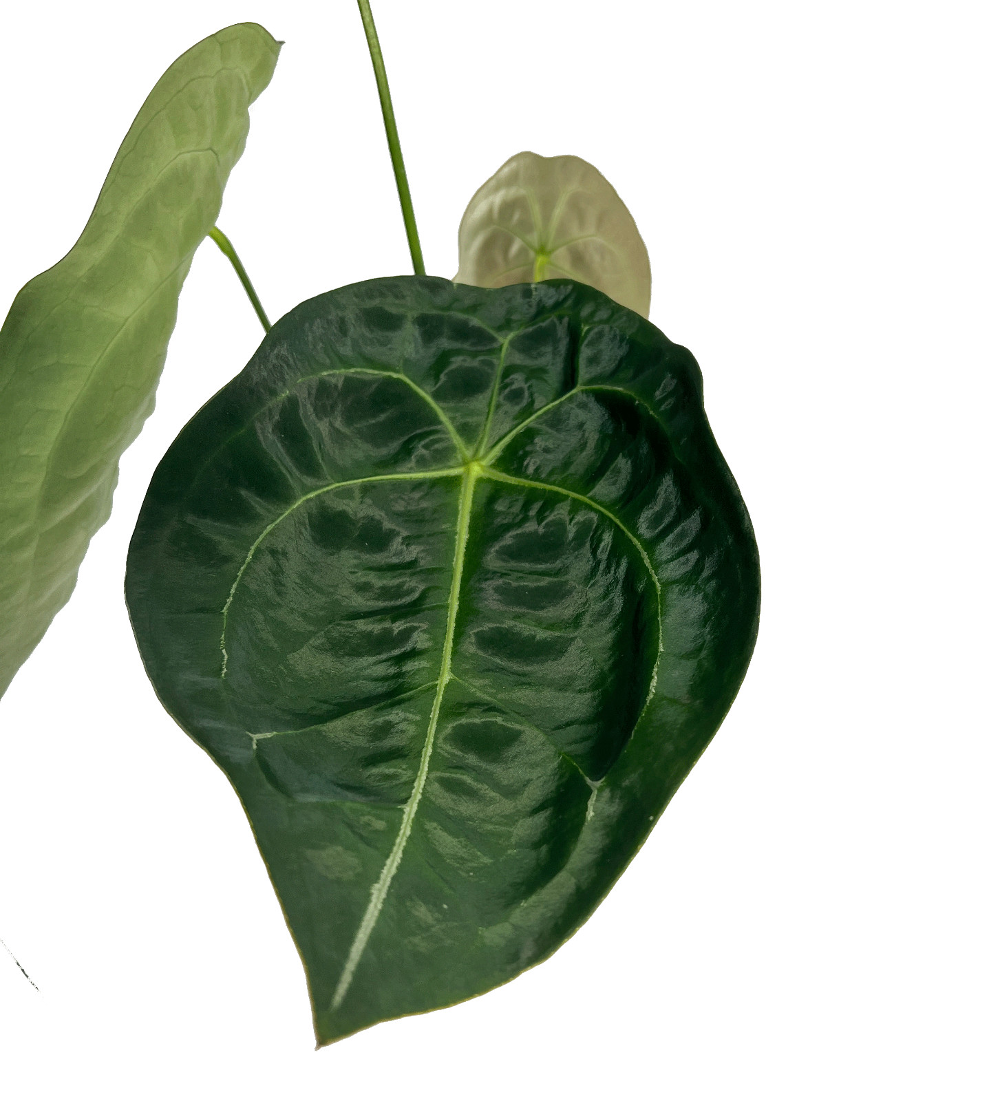 Anthurium Forgetii by LEAL PLANTS ECUADOR| Anthuriums Live Plants | house plants