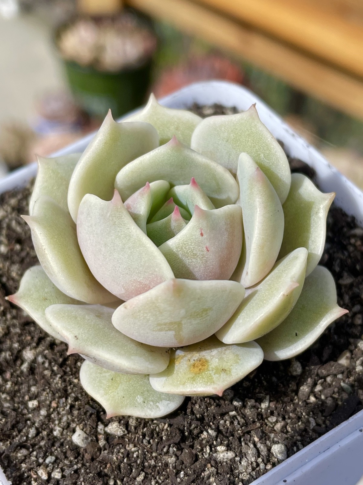 Rare Echeveria Lola Succulent Rooted Live Plant 1-2 Inch Home Decor Gift