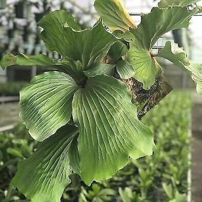 Elephant Staghorn Fern – Platycerium elephantotis – Live Plant