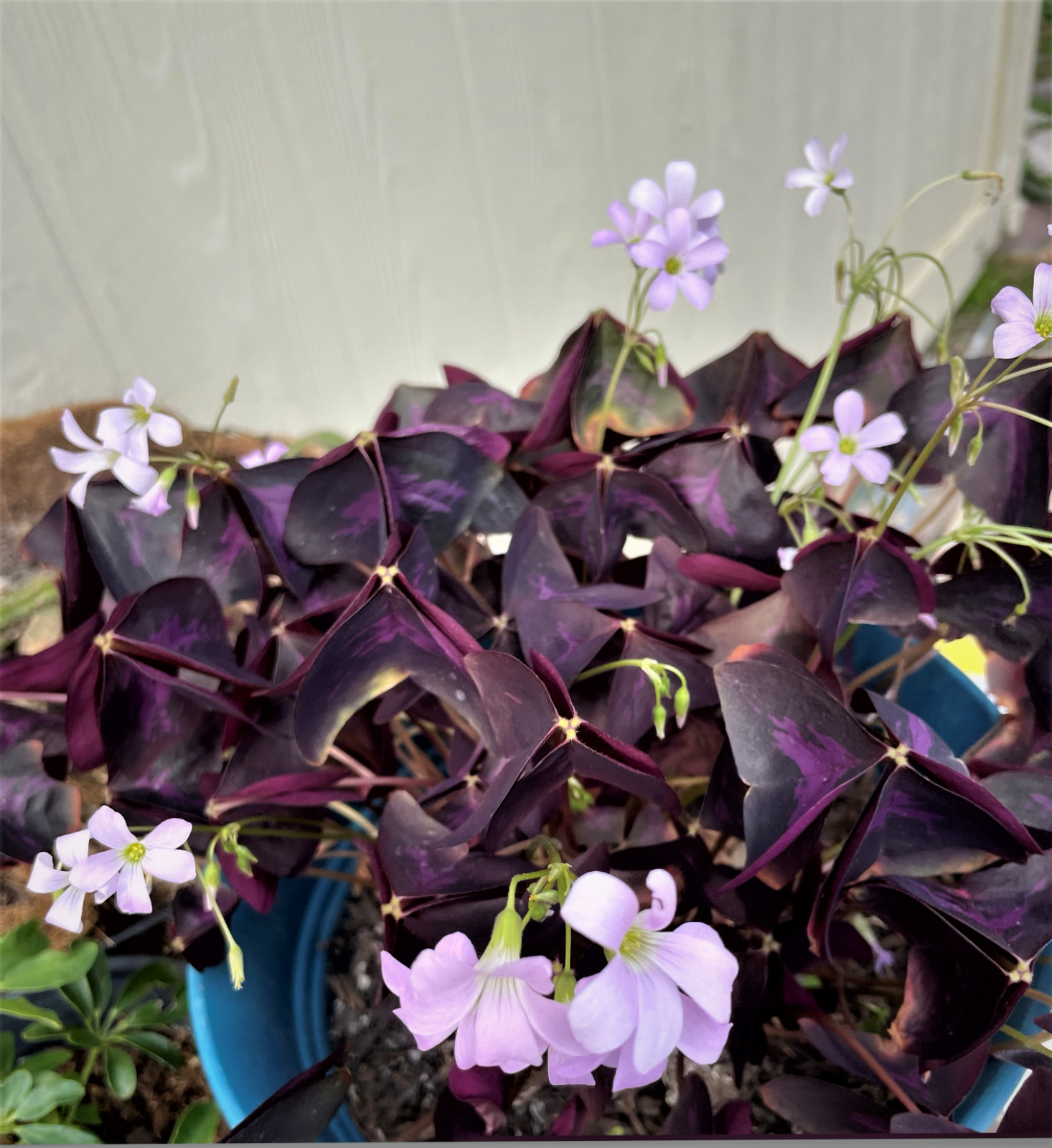 16 Oxalis Triangularis Robust bulbs Purple Shamrock Plant