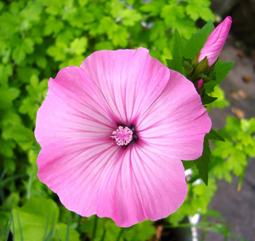 Blush Pink Regis Rose Mallow Seeds – For 2025 Planting Malva Trimestris