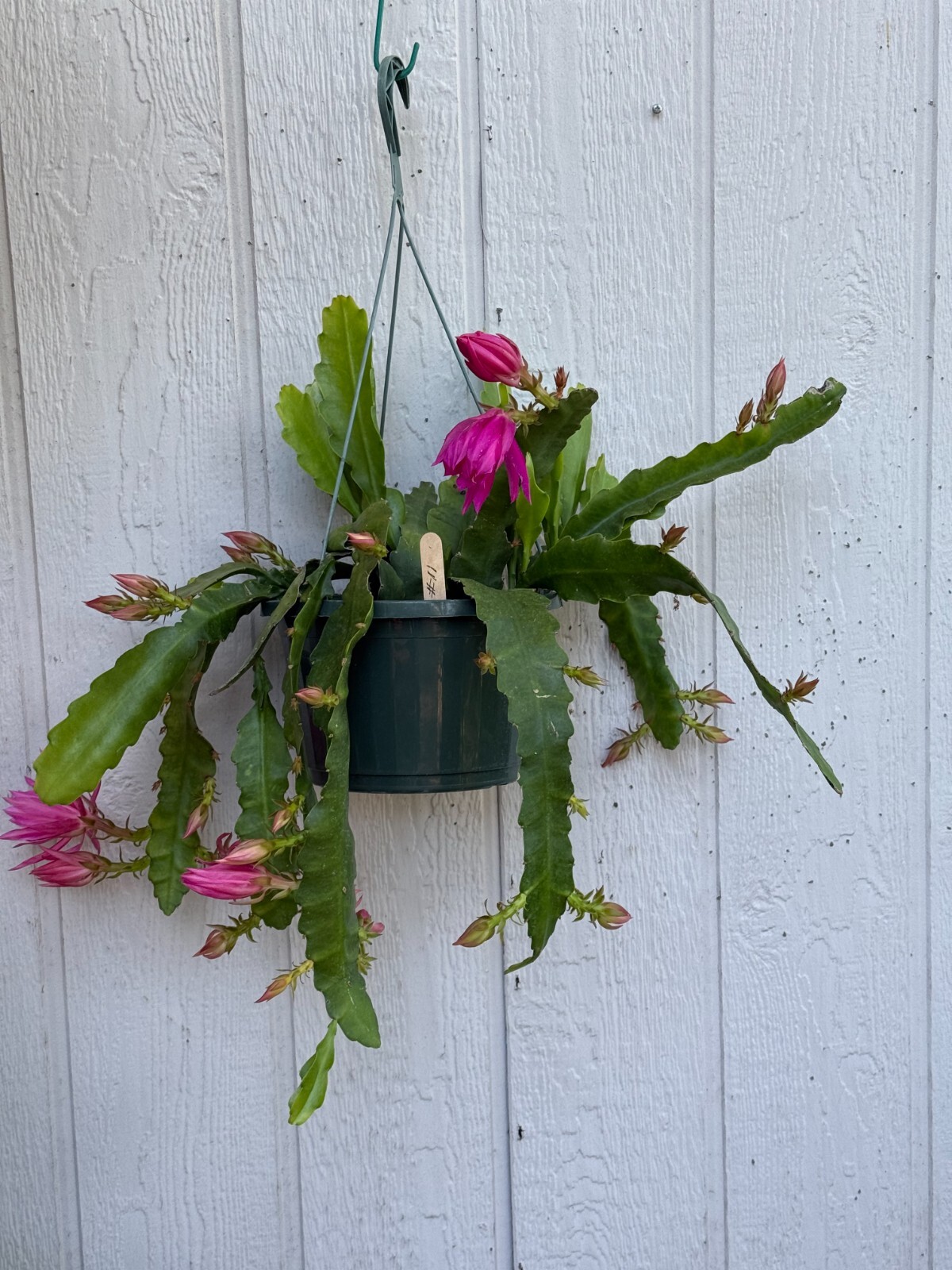 SPECIMEN PLANT DISOCACTUS EPIPHYLLIUM CHIAPASIA NELSONII 10″ POT #11