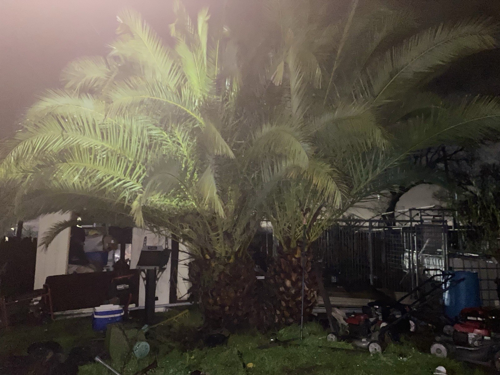 2 Pineapple Palm One Male And The Other Female Both Are 17”tall And25 Years Old
