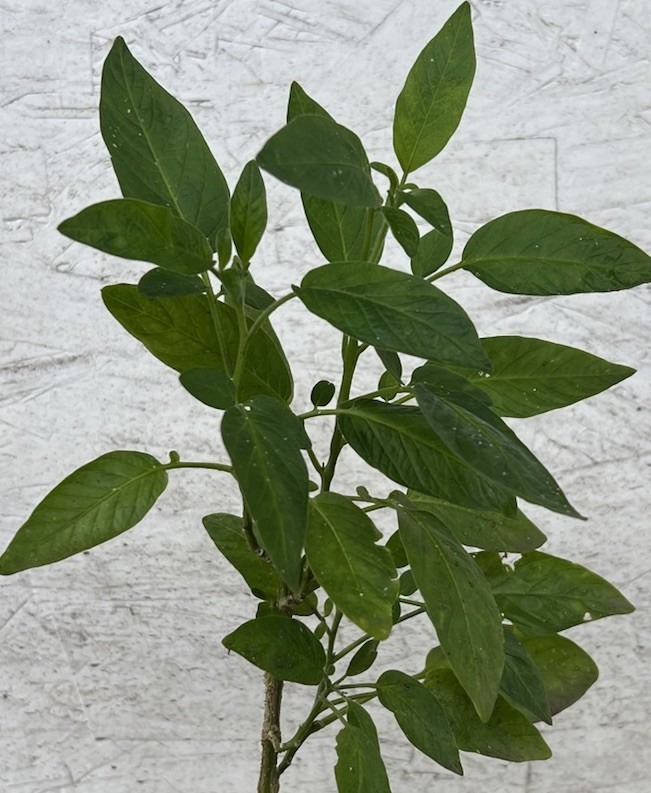 Pepino Melon Plant 15” Golden Sweet Ginseng Fruit Live Plant Free Shipping