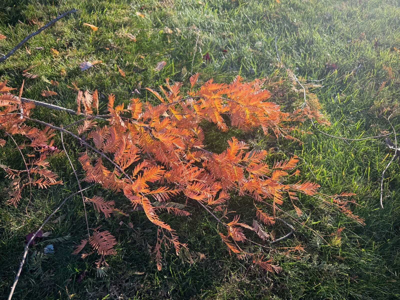Dawn Redwood Tree Seeds | Metasequoia Glyptostroboides