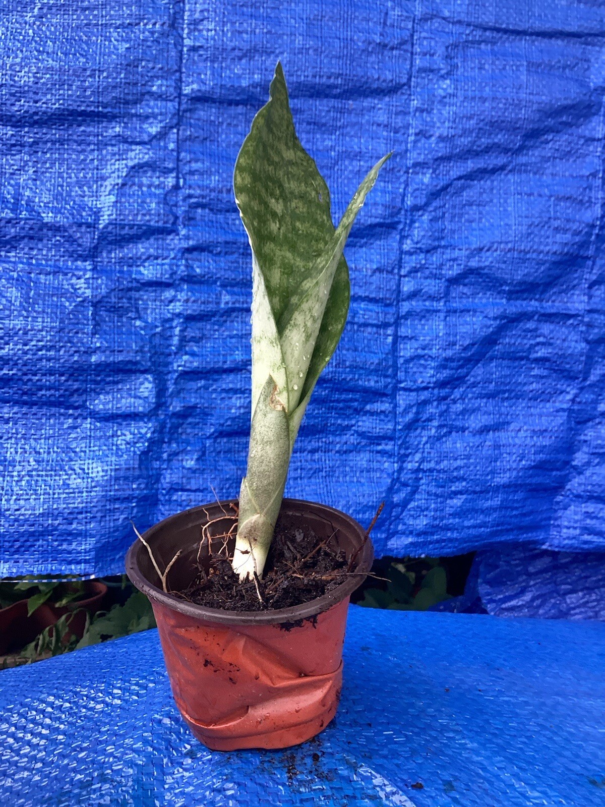 Snake Plant Clean Air Purifier, (1 Live 8-10″) Mother-in-law Tongue Sansevieria