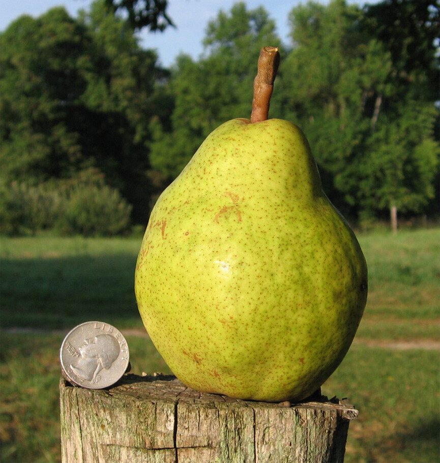 6+3 Giant Fruit Bartlett pear tree cuttings scions Great producer delicious