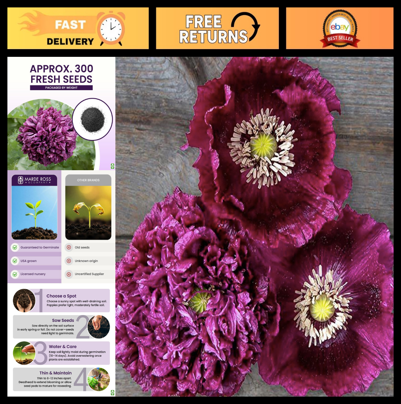 Tall Dark Purple Black Beauty Poppy Seeds – 300 Fresh Flower Seeds for Planting