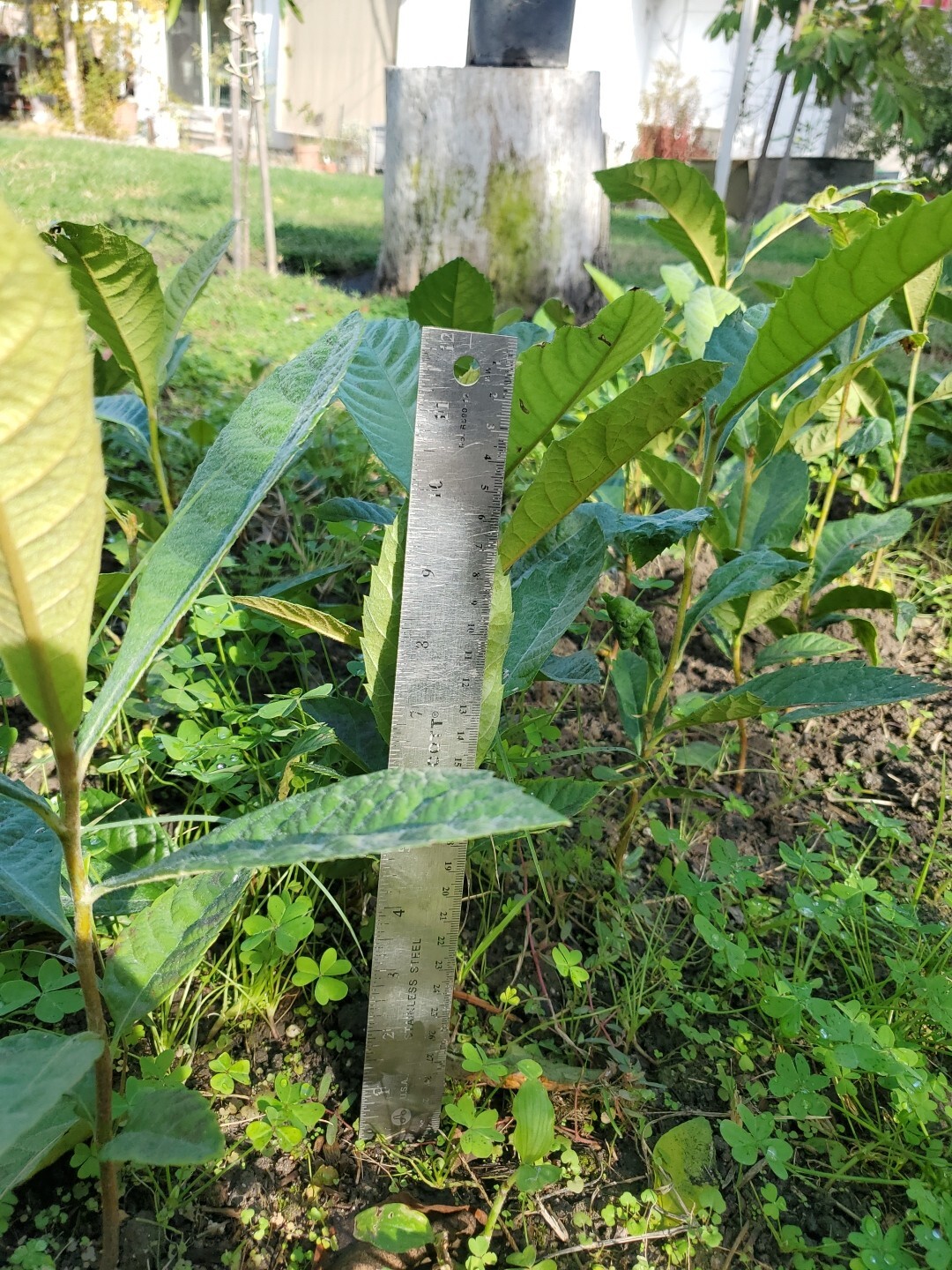 Loquat Tree Seedling 12-14”. Ready To Plant.