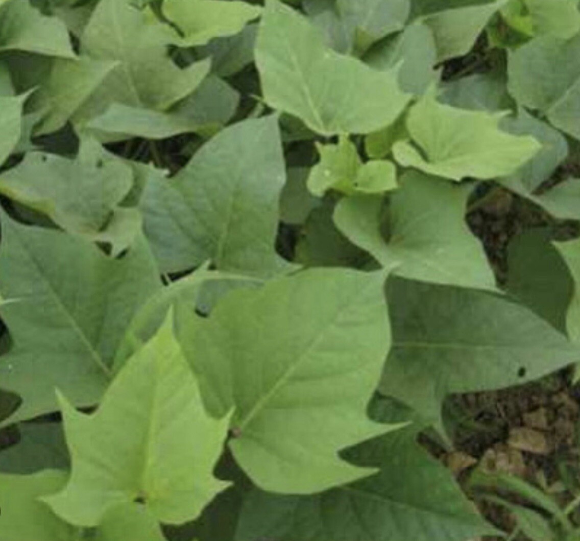 20 Sweet Potato Slips / Cuttings Of Purple +Japanese Red+ Beauregard +white