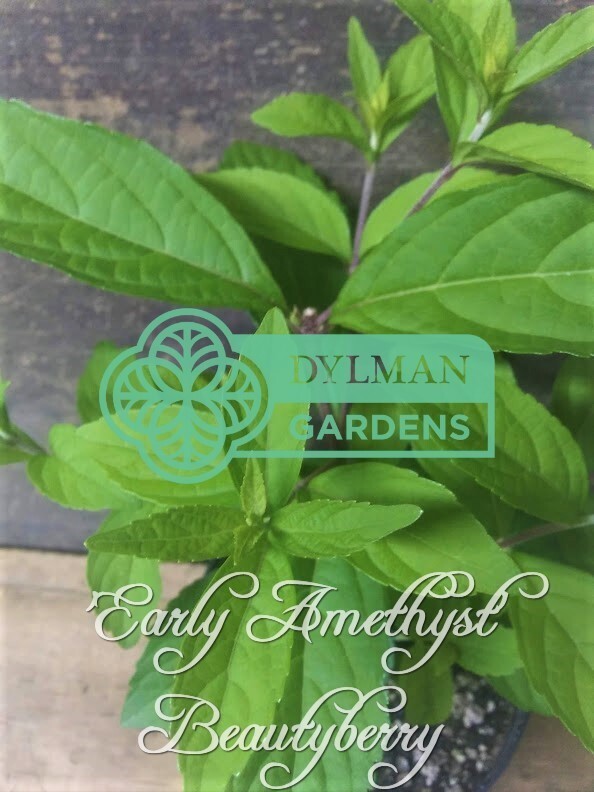 Purple Beautyberry (Callicarpa dichotoma ‘Early Amethyst’) – Multiple Sizes
