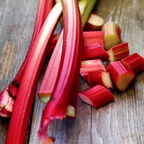 Rhubarb Seeds for Planting – 50 High-Quality Rheum Australe Seeds