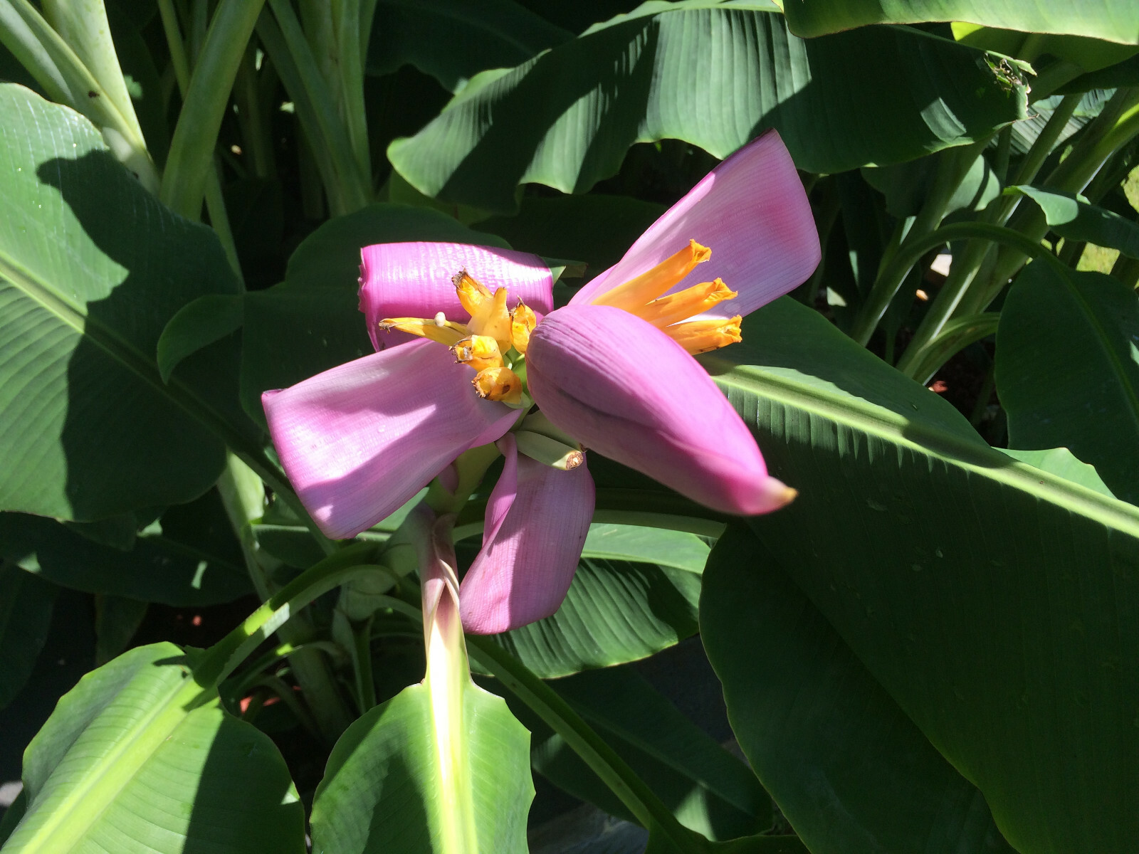 Winter Hardy North American Banana Tree -Beautiful,Fruiting,Homesteading,Organic