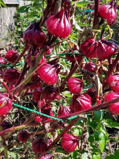 25 seed Red Hibiscus Roselle, Jamaican Sorrel, Florida Cranberry Hibiscus Seeds