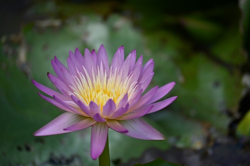 Key West Tropical Chagable Waterlily Pink, Orange, Yellow, Size: LARGE