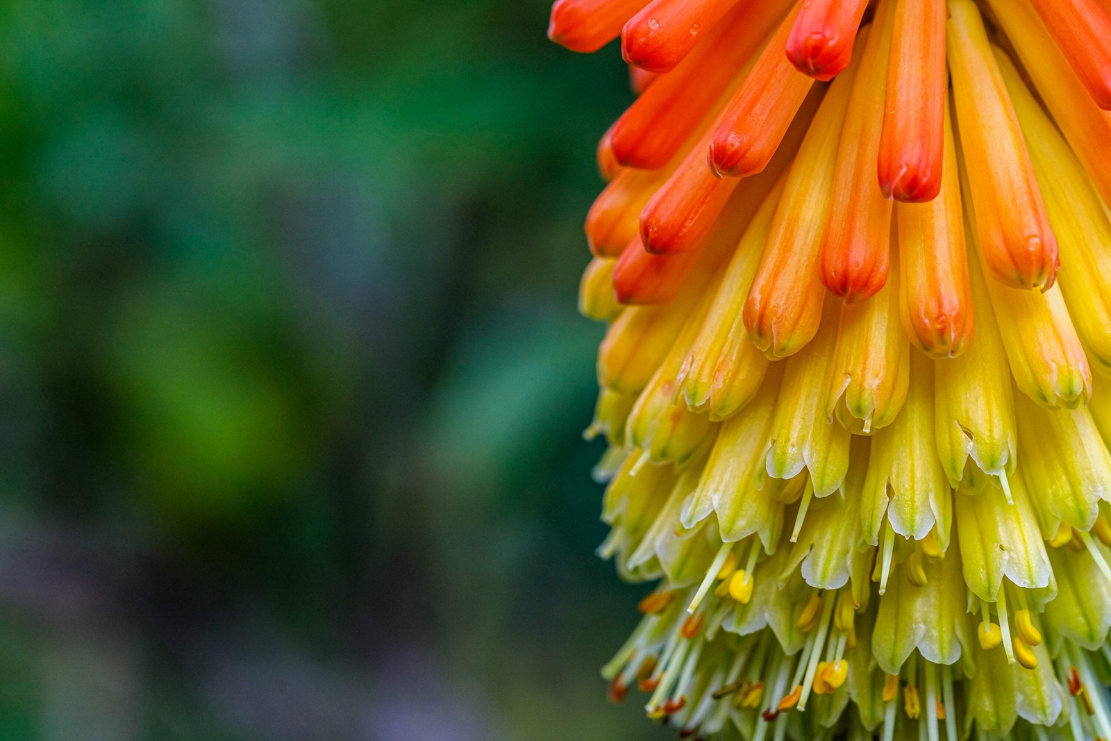 50 TORCH LILY Red Hot Poker / Tritoma / Kniphofia Uvaria Flower Seeds