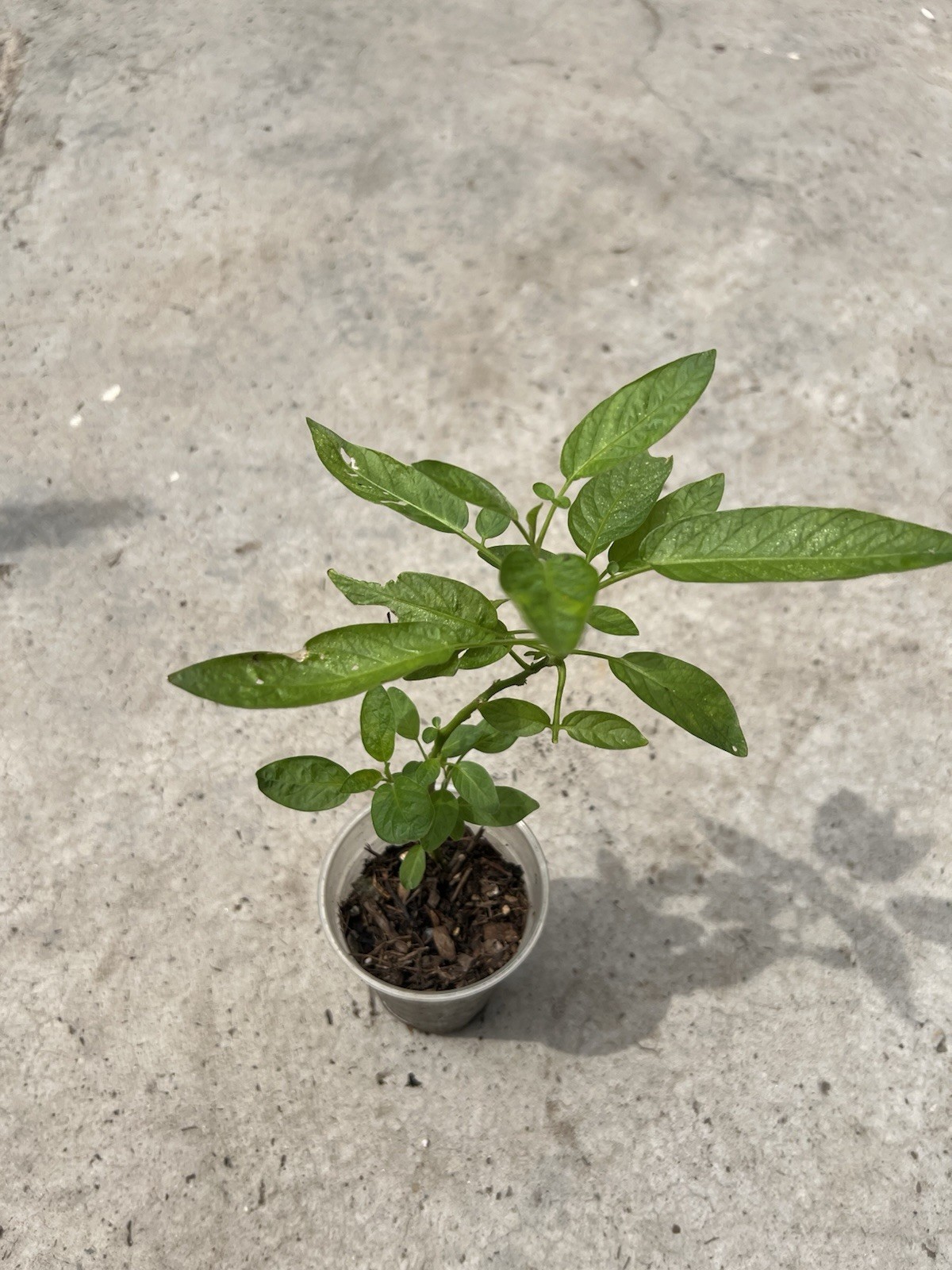 Ginseng Fruit Plant Golden Sweet Fruit Pepino Melon Old Plant Cutting 10”